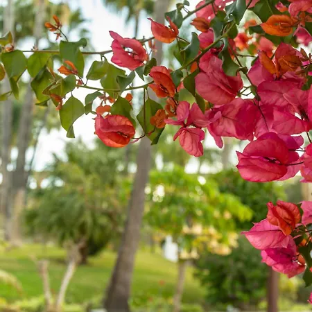 Casablanca 50 Oasis 아파트